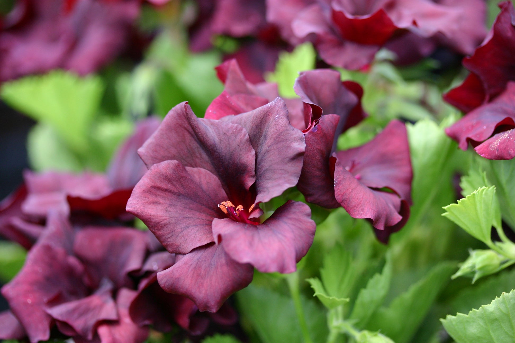 PELARGONIUM Morwenna flower