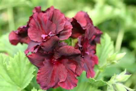 PELARGONIUM Mysterioso flower