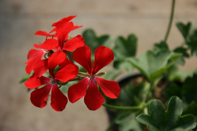 PELARGONIUM Night flower