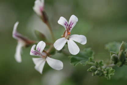 Close-up of white flowers with purple centers on a blurred green background