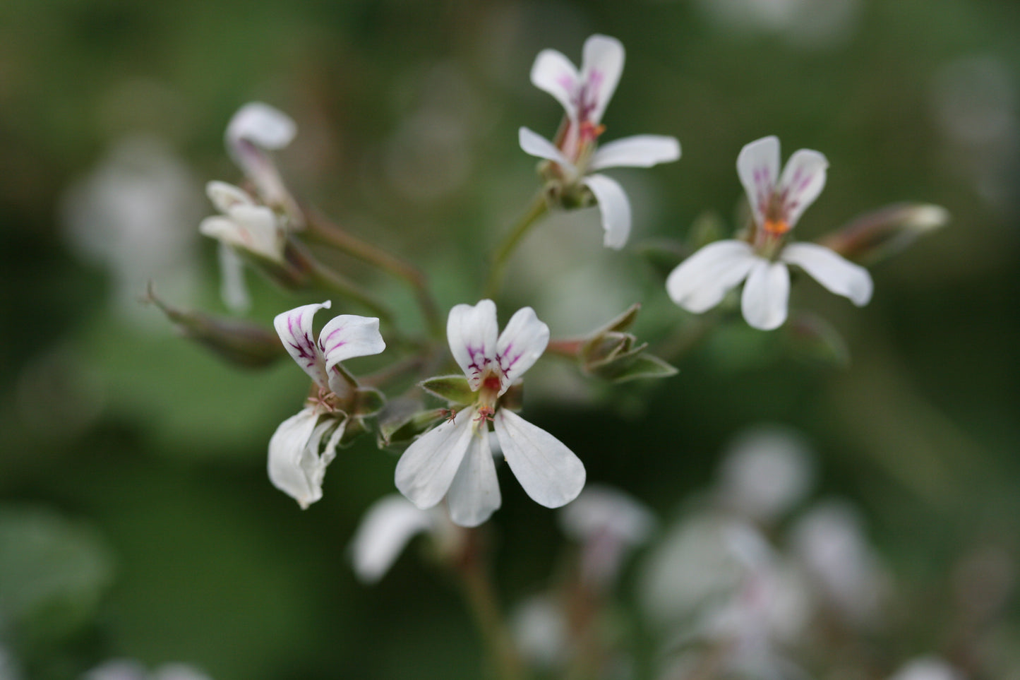 Close-up of small white flowers with green leaves on a blurred natural background