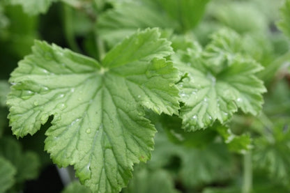 PELARGONIUM Orange Fizz leaf