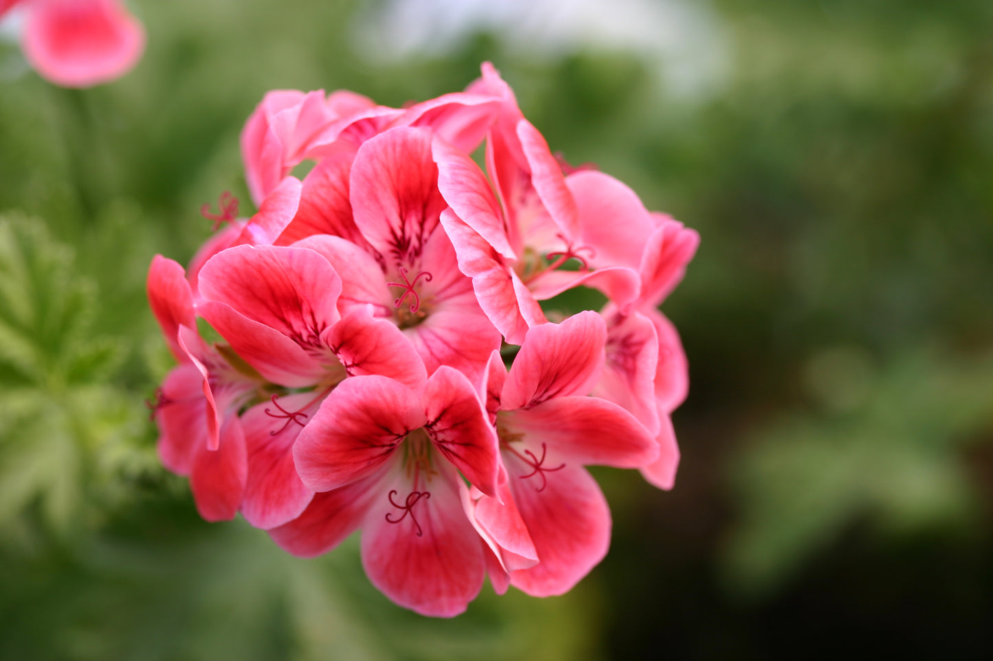 PELARGONIUM Patons Unique flower