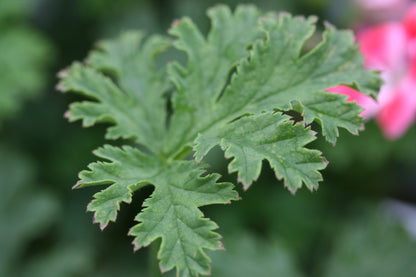PELARGONIUM Patons Unique leaf