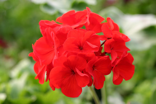 PELARGONIUM Paul Crampel flower