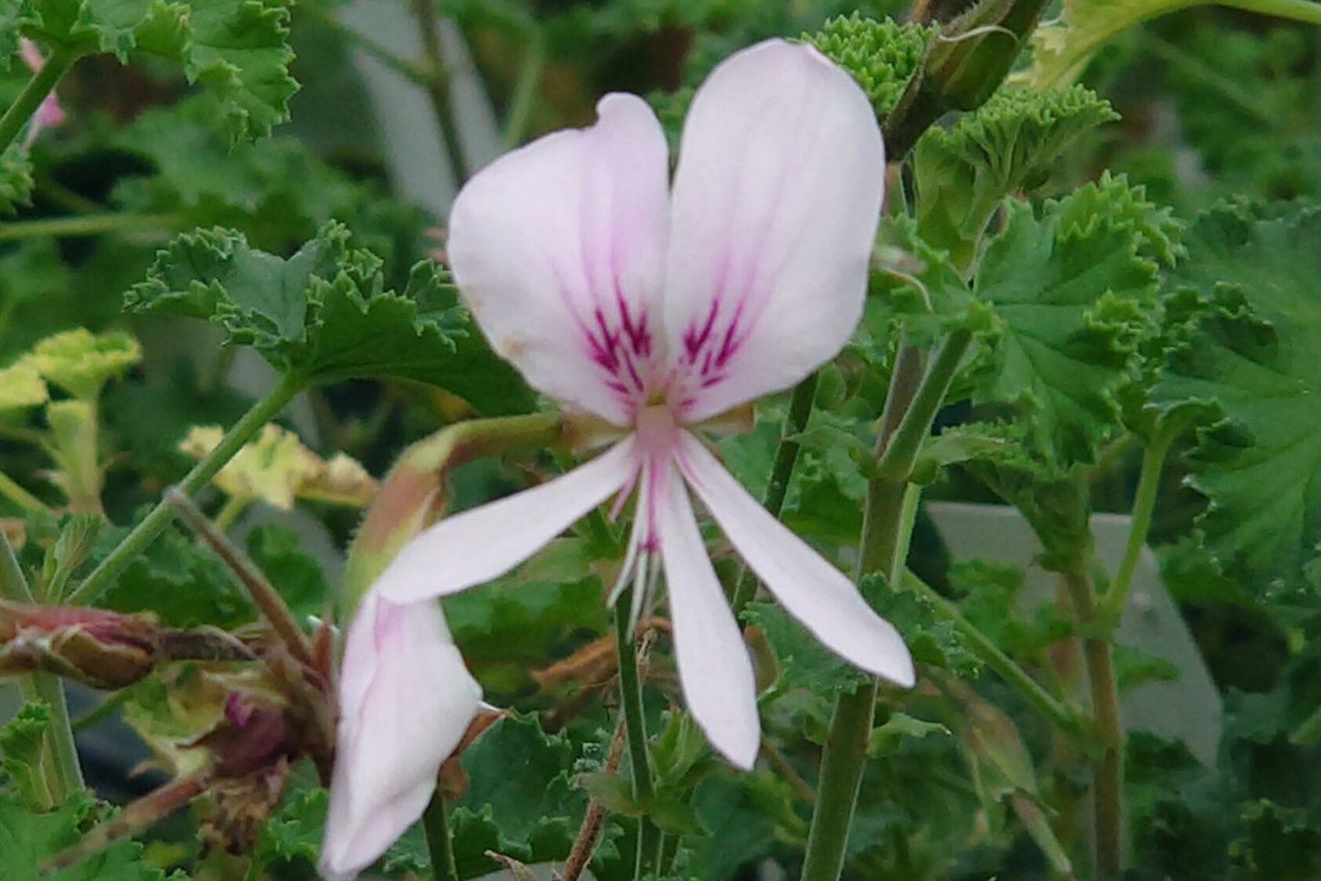 PELARGONIUM Peach Cream flower