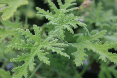 PELARGONIUM Peppermint Lace leaf