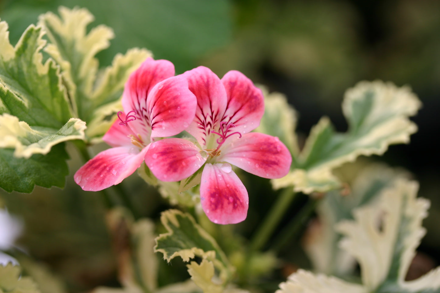 PELARGONIUM Phyllis flower and leaf