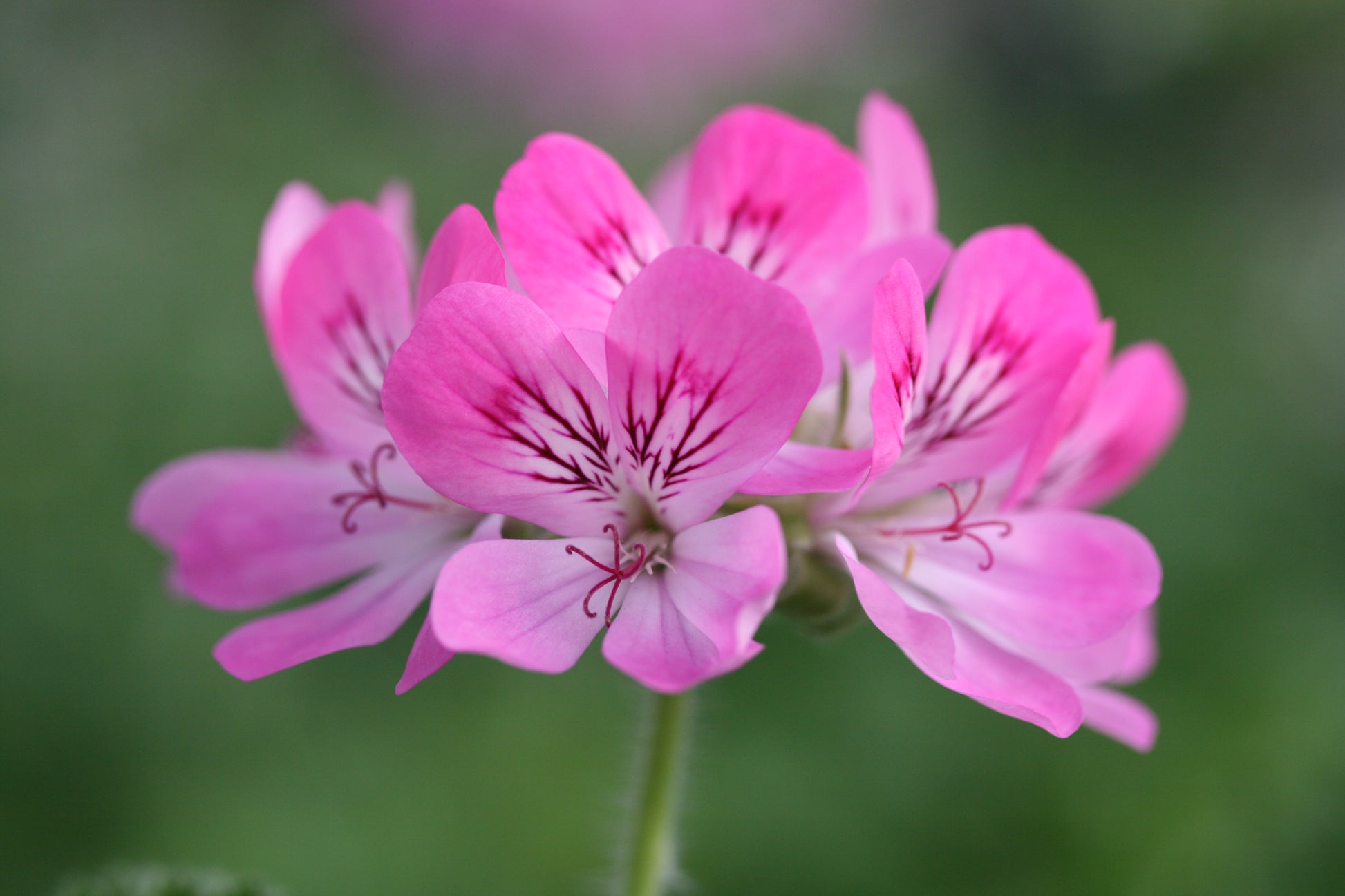 PELARGONIUM Pink Capricorn flower
