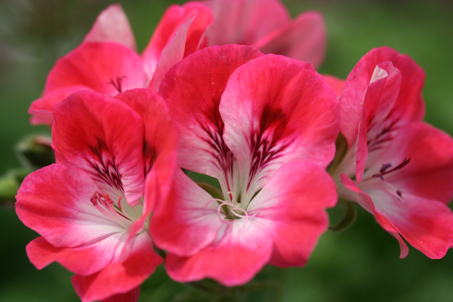 PELARGONIUM Pink Hindoo flower