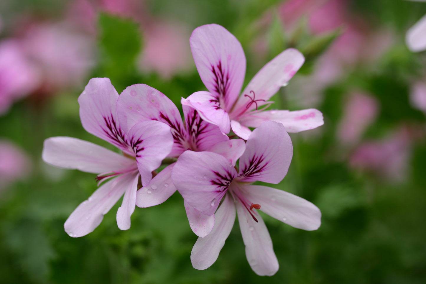 PELARGONIUM Queen Of The Lemons flower
