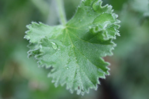 PELARGONIUM Queen Of The Lemons leaf