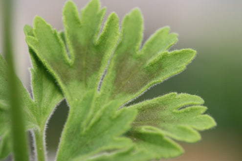 PELARGONIUM Red Witch leaf
