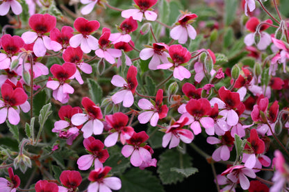 PELARGONIUM Renate Parsley flowers