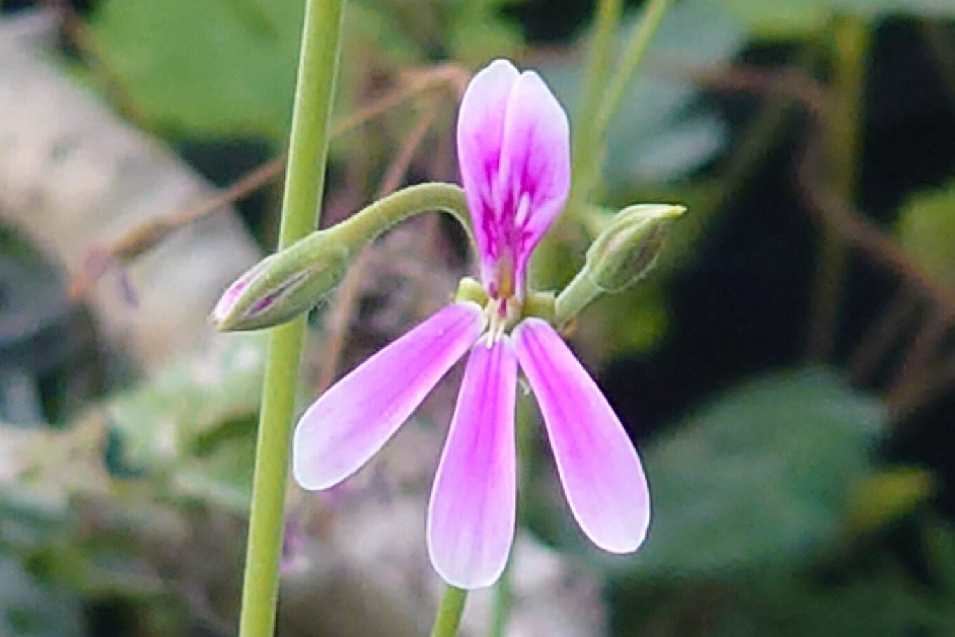 PELARGONIUM Richard Gibbs flower