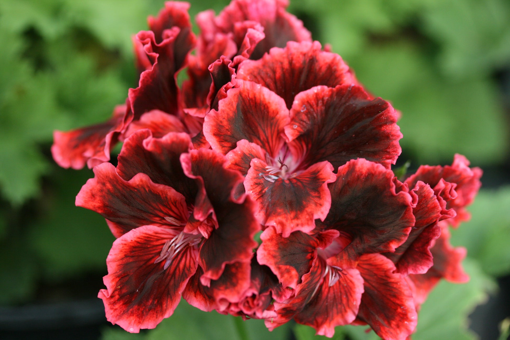 PELARGONIUM Rimfire flower