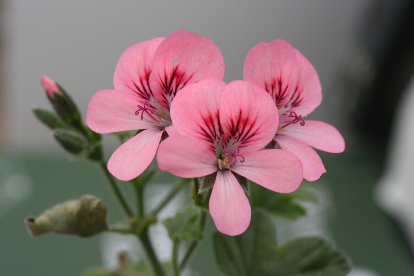 PELARGONIUM Rollers Satinique flower