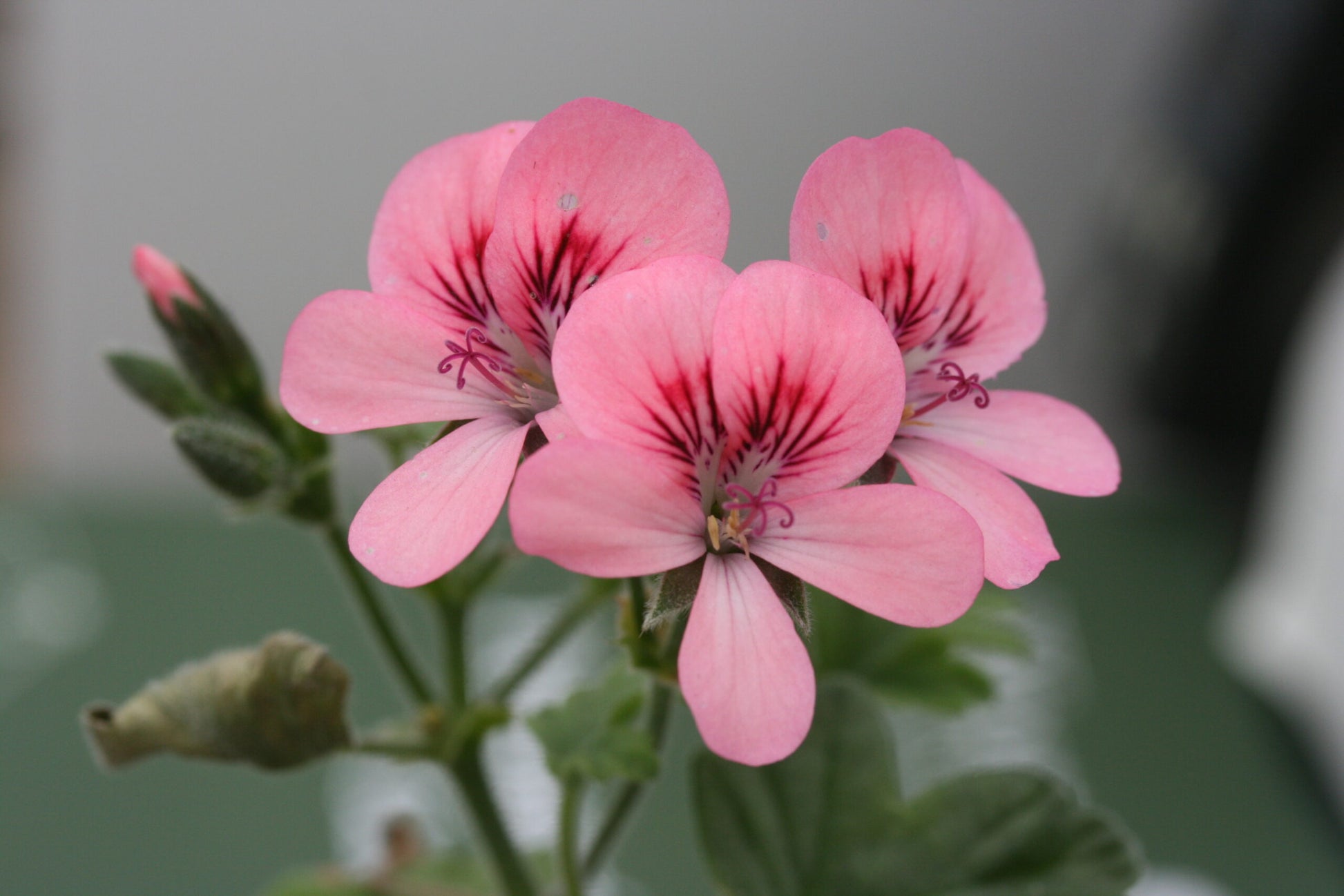 PELARGONIUM Rollers Satinique flower