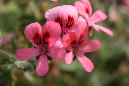 PELARGONIUM Rollers Satinique flower