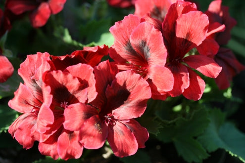 PELARGONIUM Romeo flower