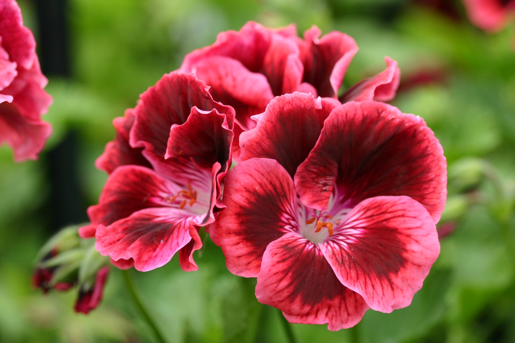 PELARGONIUM Ruffled Velvet flower