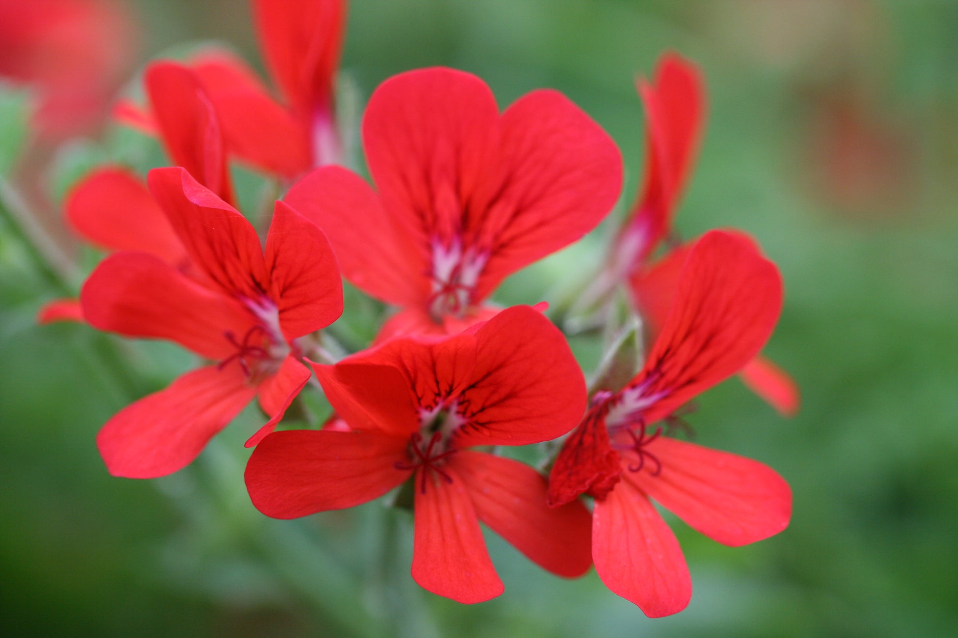 PELARGONIUM Scarlet Unique flower