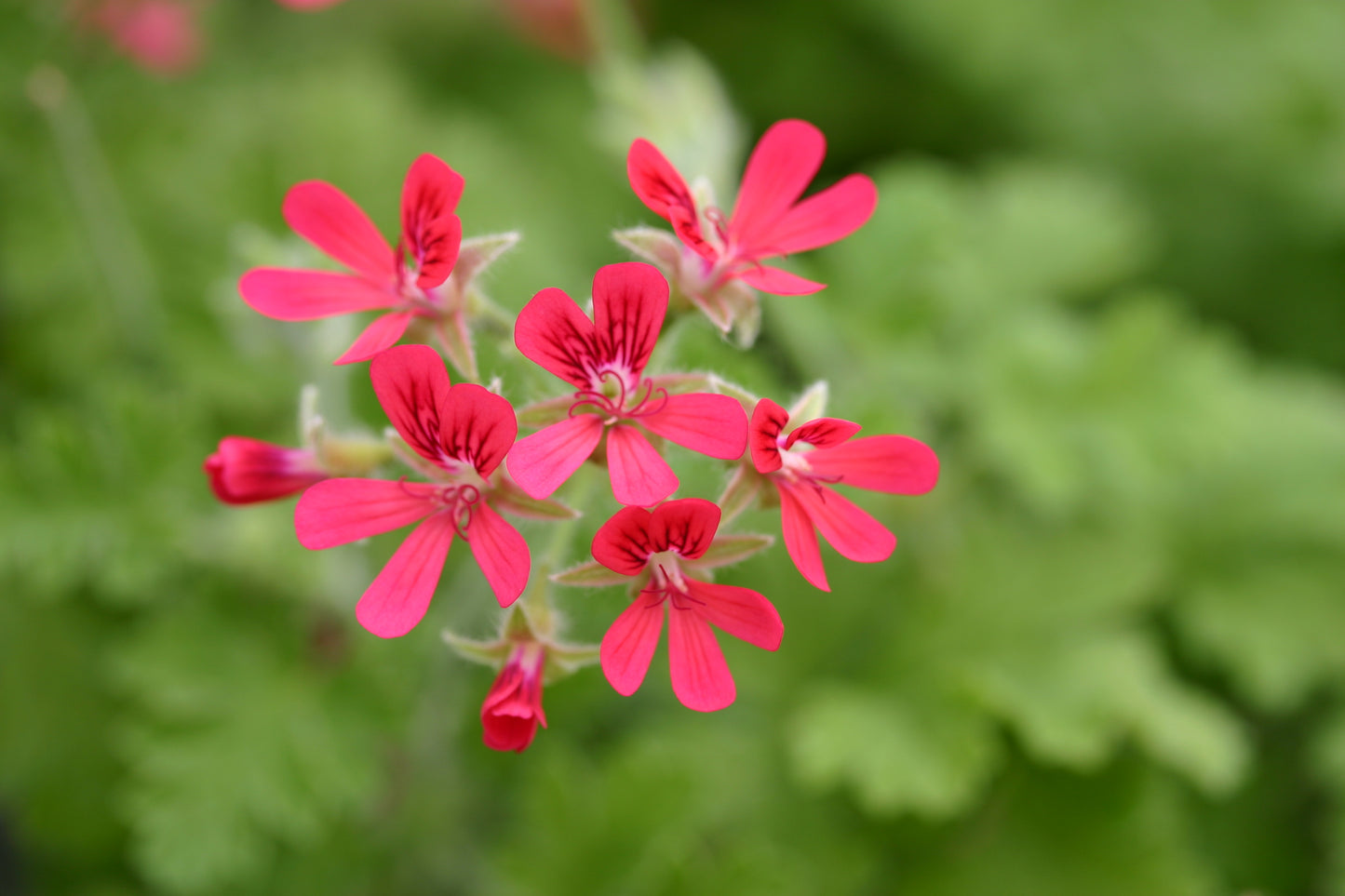 PELARGONIUM Shottesham Pet flower