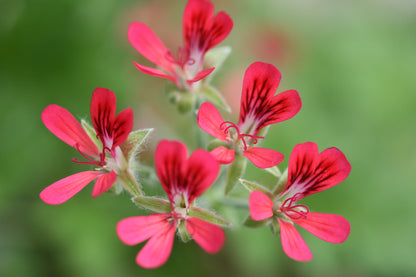 PELARGONIUM Shottesham Pet flower