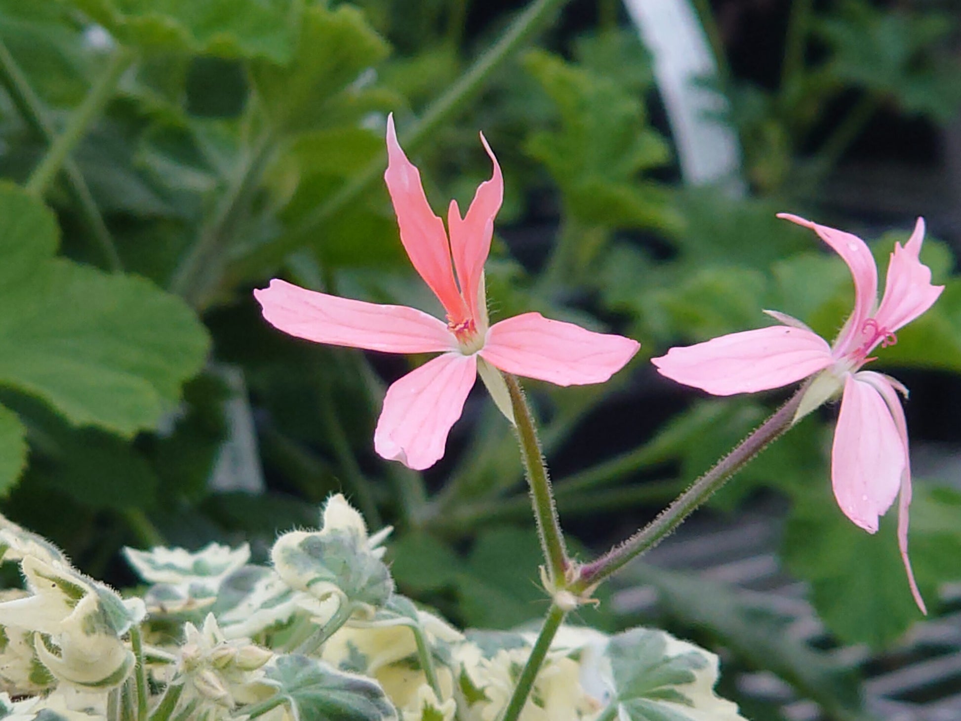 PELARGONIUM Silver Dawn flower