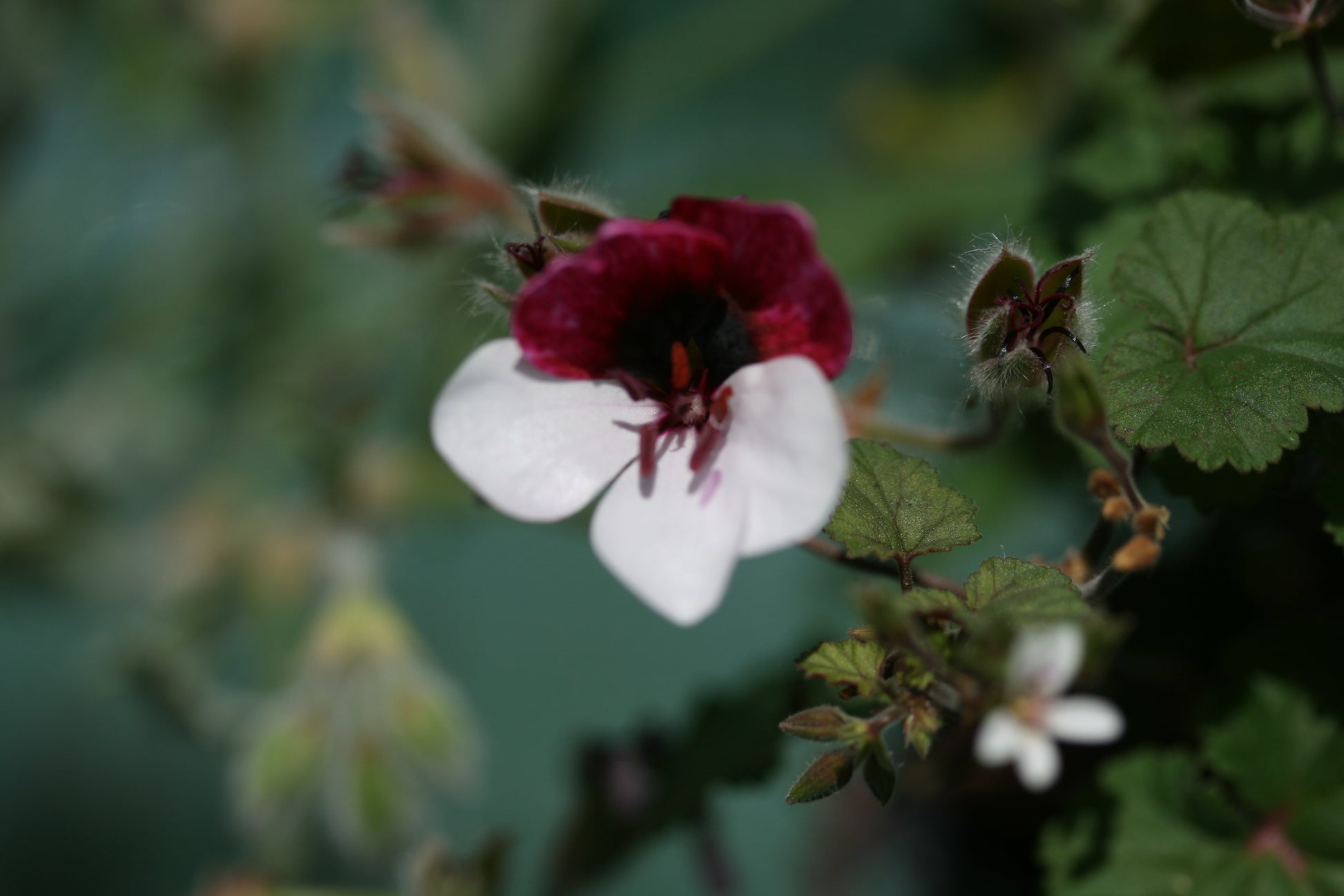 Close-up of a white and red flower with green leaves on a blurred natural background