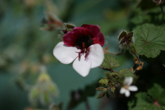 Close-up of a white and red flower with green leaves on a blurred natural background
