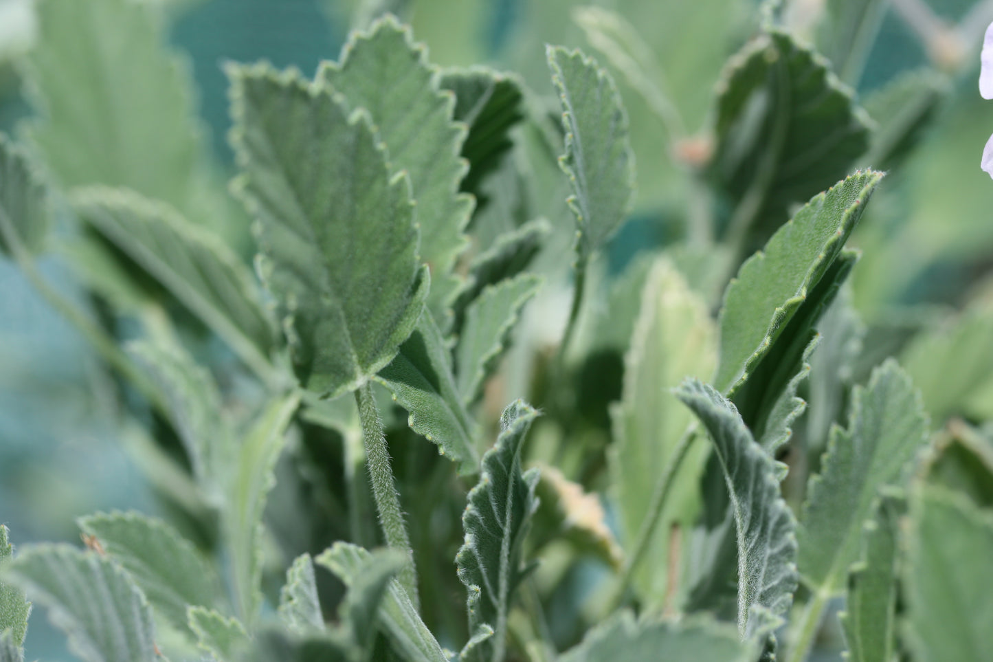 PELARGONIUM Splendide leaf