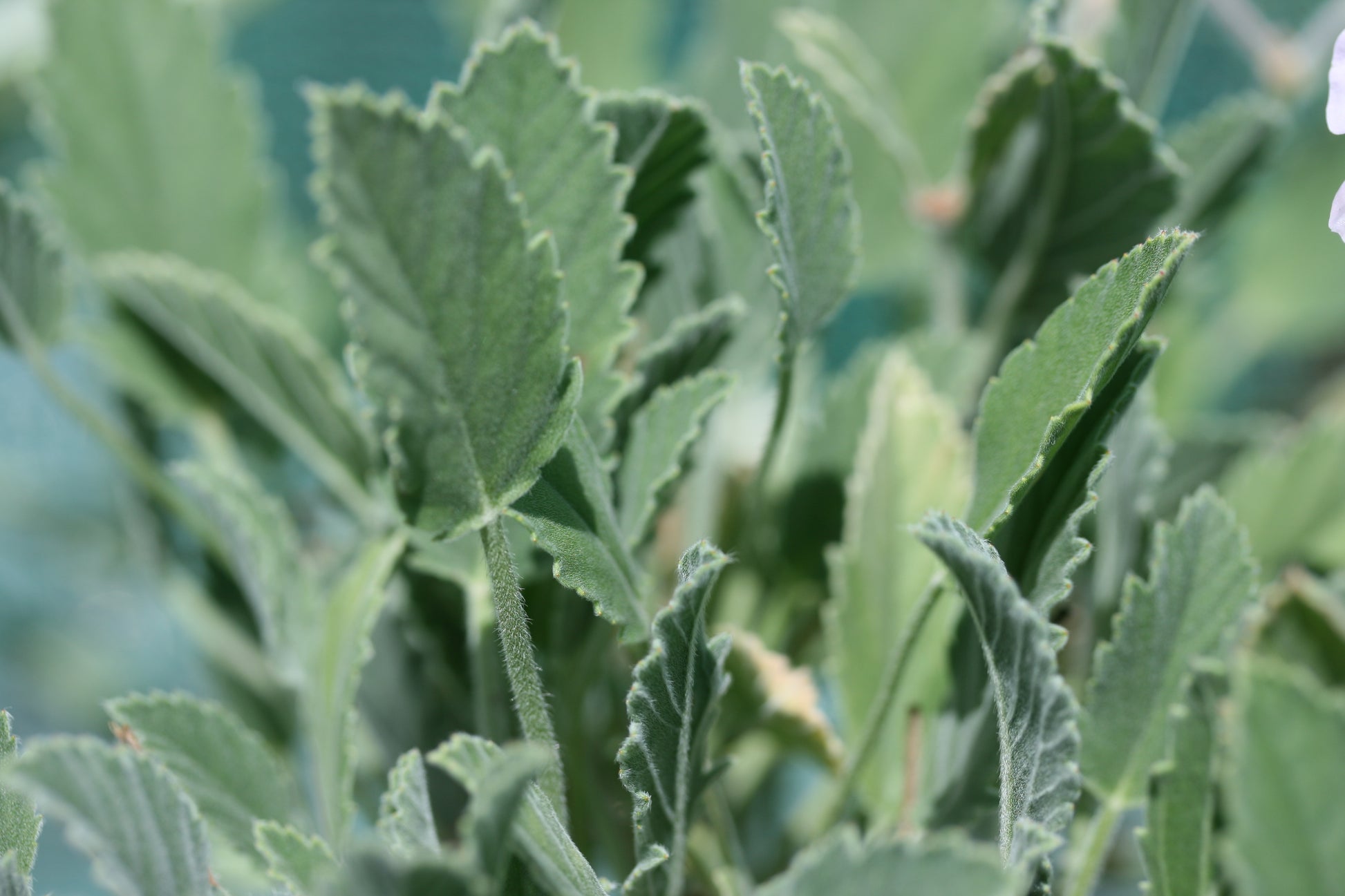 PELARGONIUM Splendide leaf