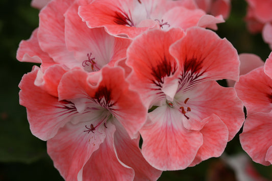 PELARGONIUM Spring Song flower
