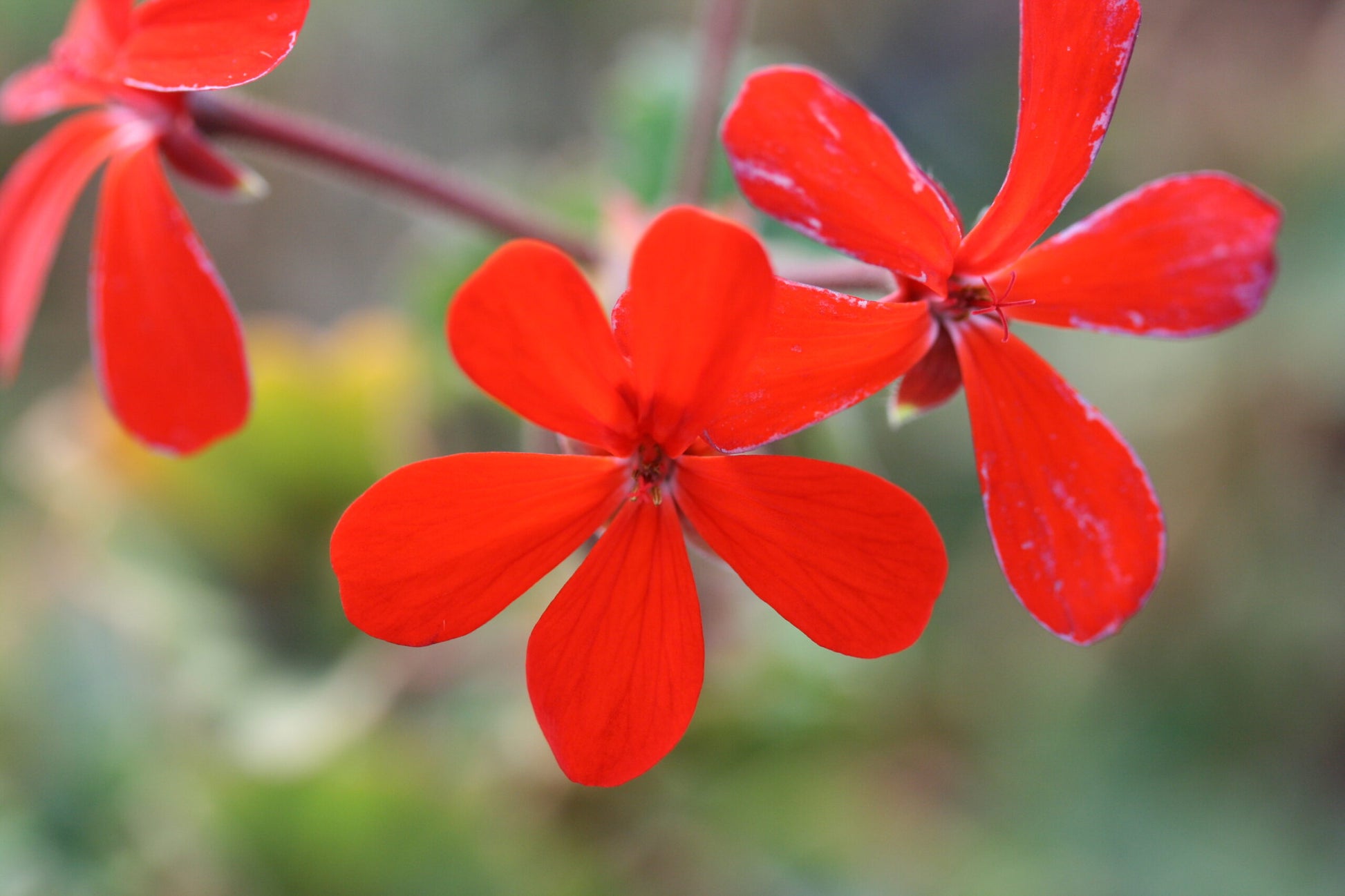 PELARGONIUM Stadt Bern flower