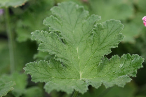 PELARGONIUM Sweet Mimosa leaf