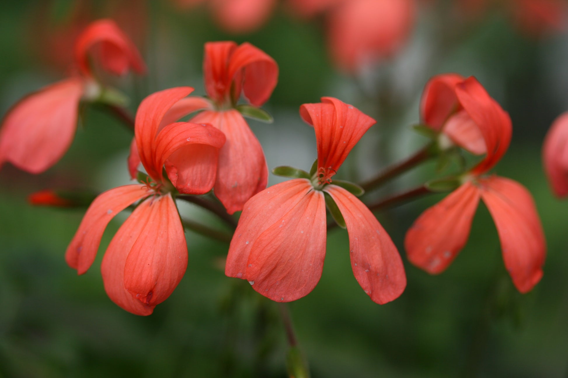 PELARGONIUM The Boar flower
