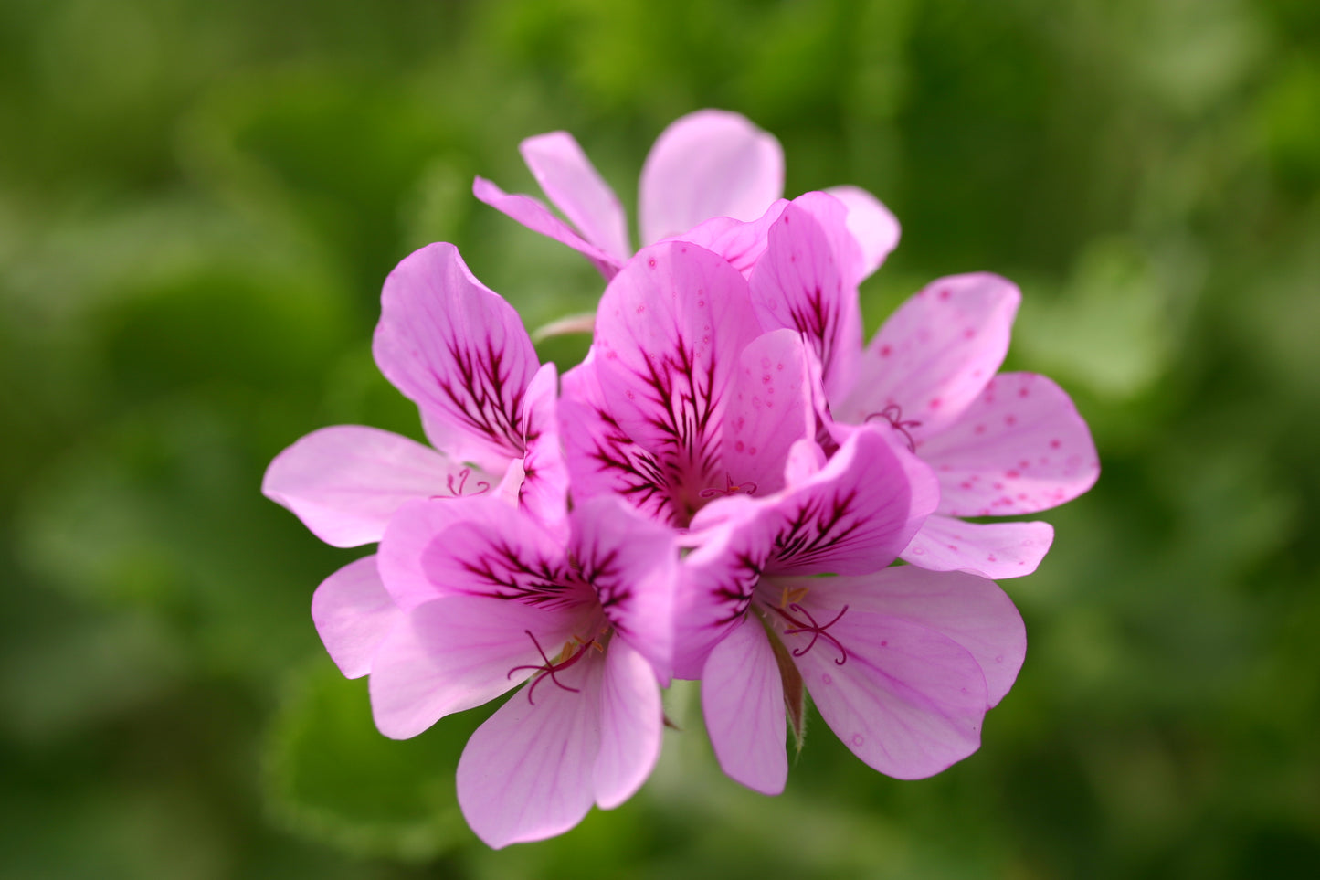 PELARGONIUM Torrento flower