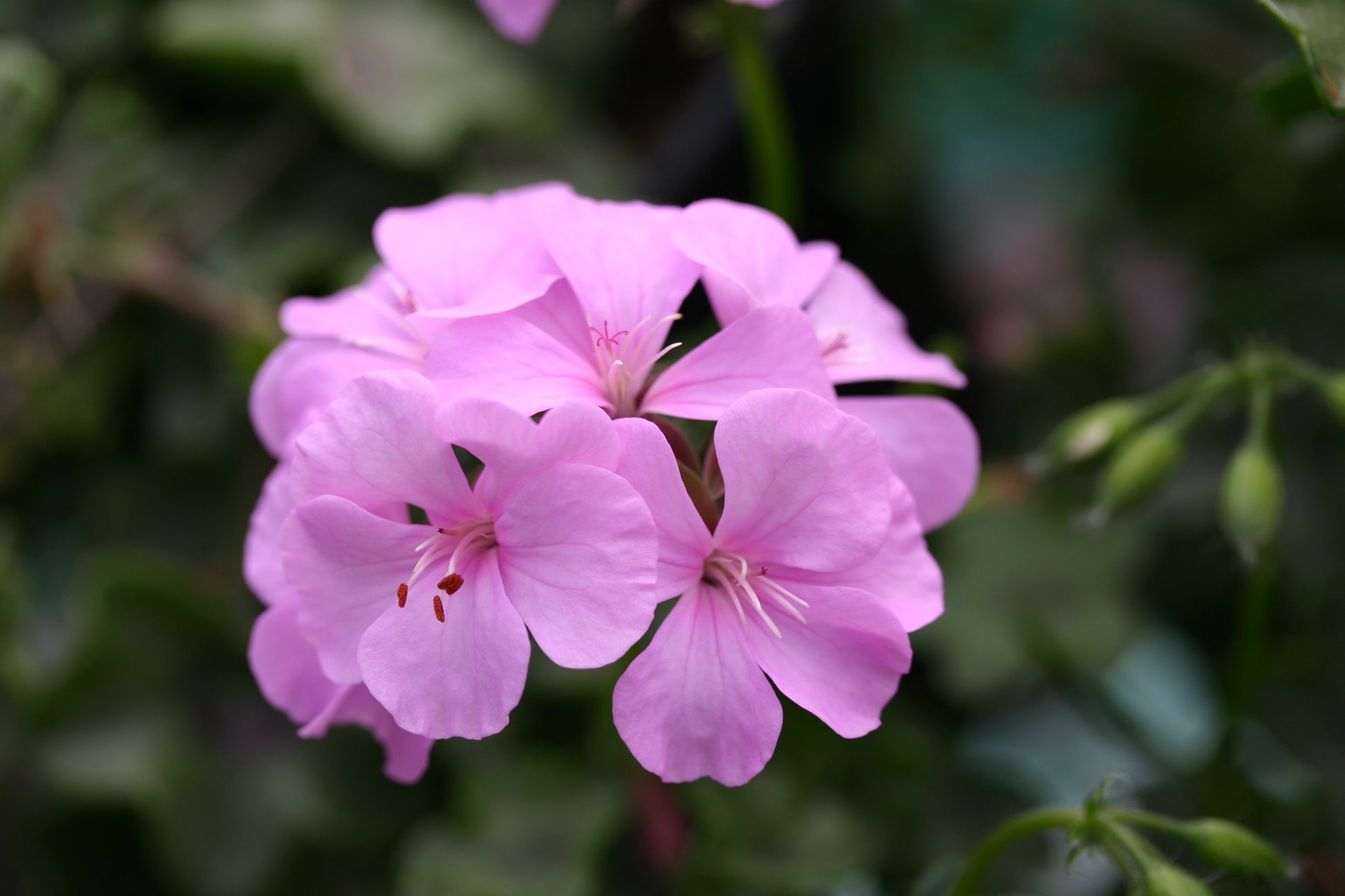 PELARGONIUM Vectis Cascade flower