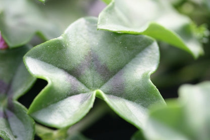 PELARGONIUM Vectis Cascade leaf