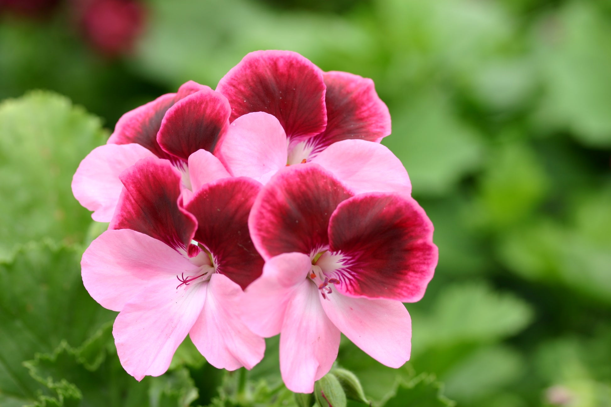 PELARGONIUM Vicki flowers