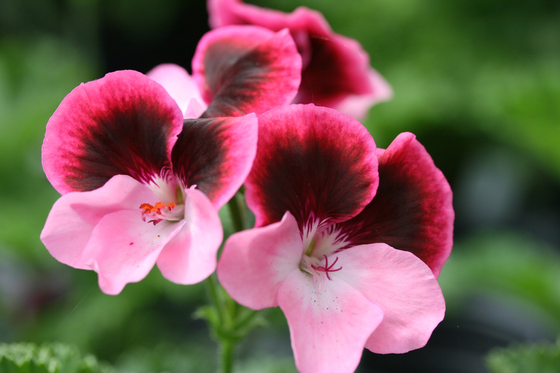 PELARGONIUM Vicki flower