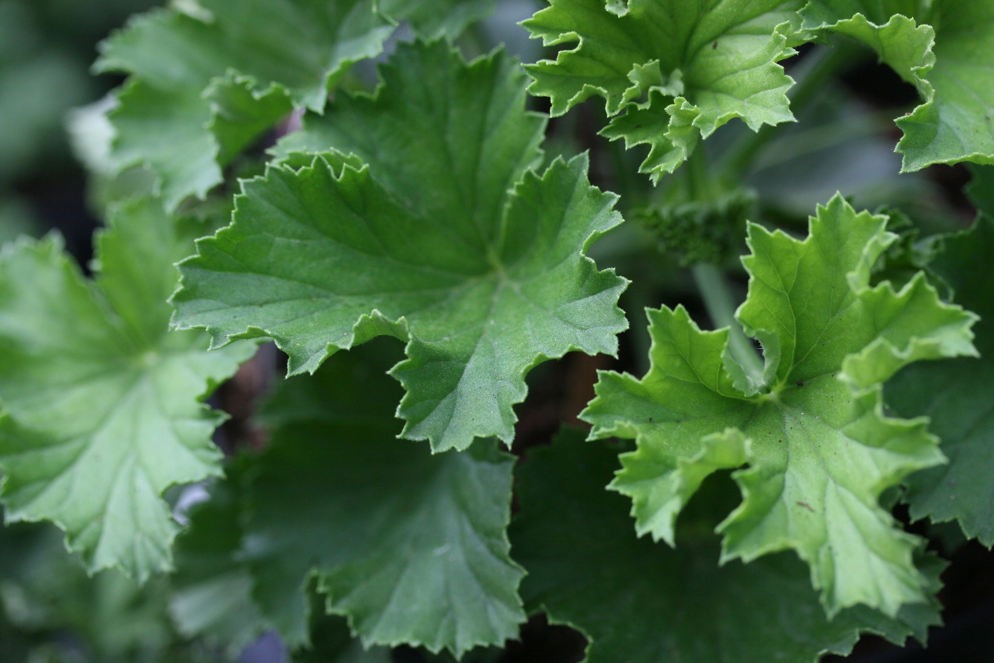 PELARGONIUM Vicki leaf