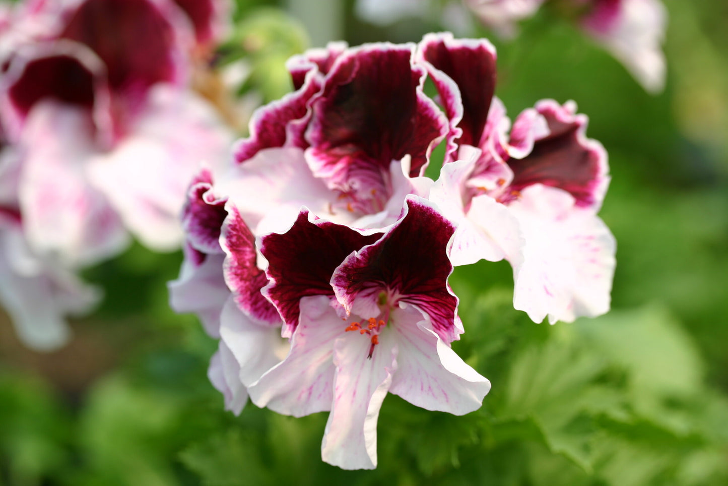 PELARGONIUM Vicky Clare flower