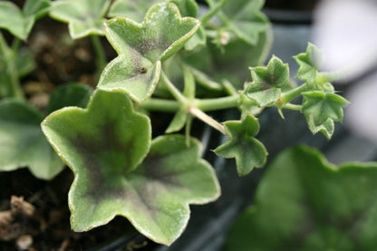 PELARGONIUM Ville de Dresden leaf