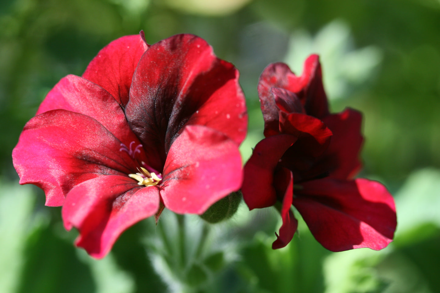 PELARGONIUM Voodoo flowers