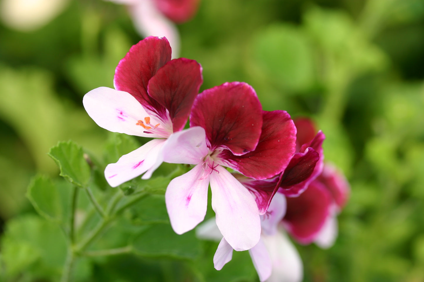 PELARGONIUM Wychwood flower