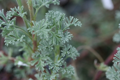 PELARGONIUM abrotanifolium leaf