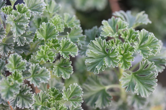 PELARGONIUM abrotanifolium x reniforme leaf