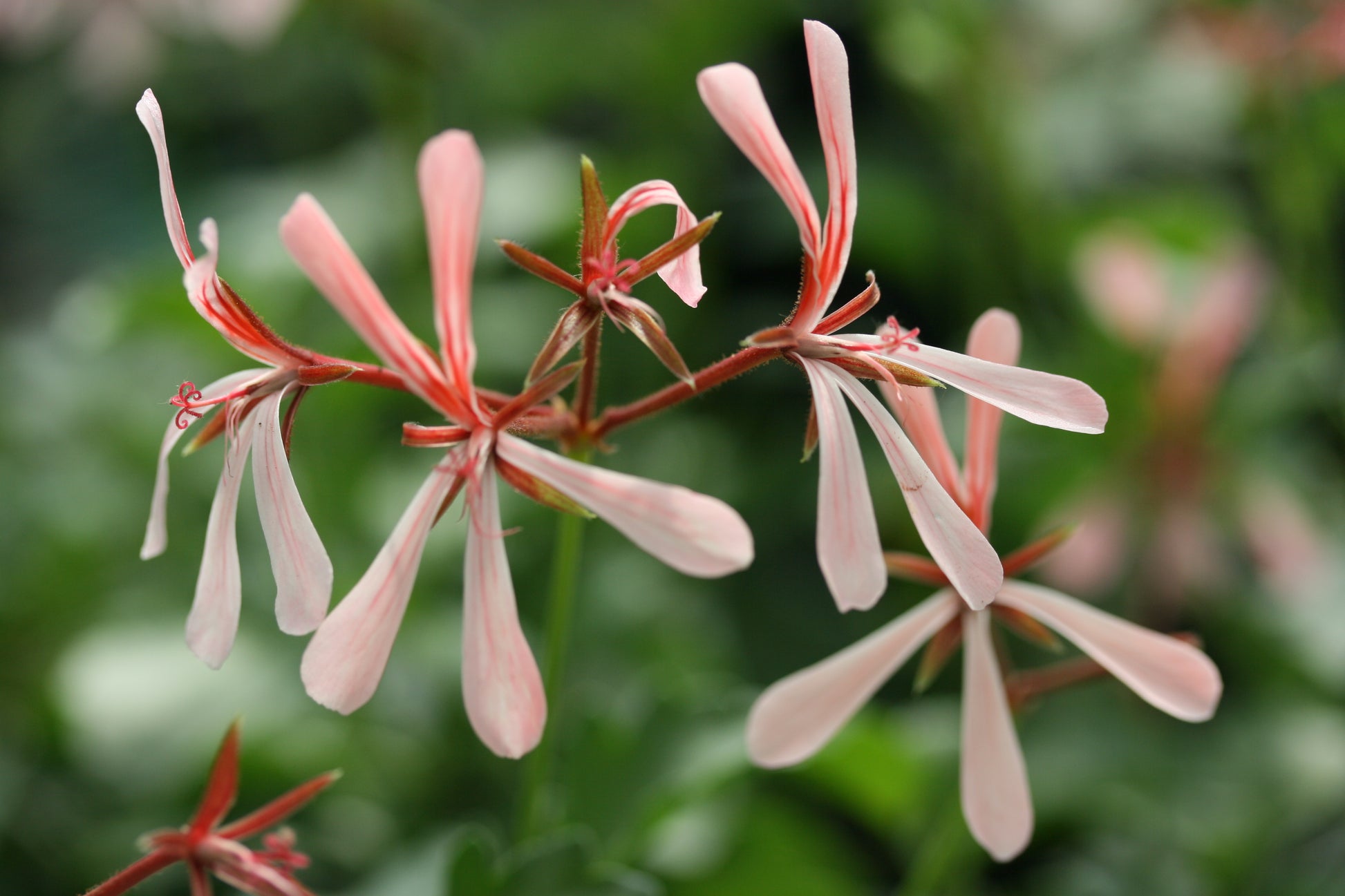 PELARGONIUM acetosum close up flower